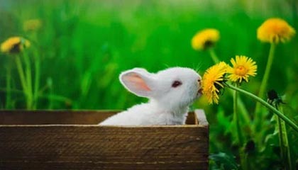 IM体育：点亮赛场的智慧与激情